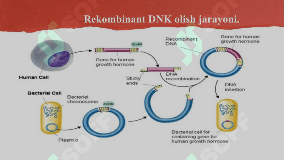 Tibbiyotda DNK rekombinantlarining qòllanilishi. 4