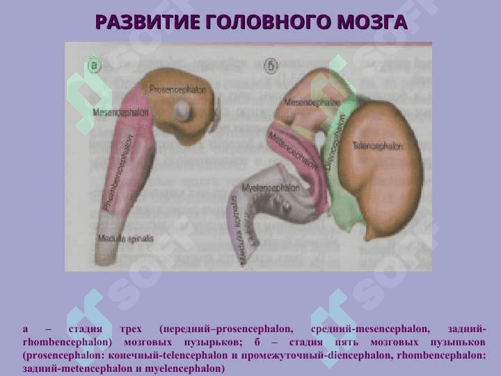 Nerv sistemasi 5