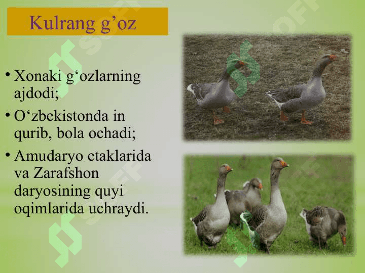 ; SUV  QUSHLARI, TUZILISHI  VA  HAYOT KECHIRISHI 6