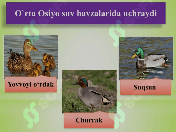 ; SUV  QUSHLARI, TUZILISHI  VA  HAYOT KECHIRISHI 8