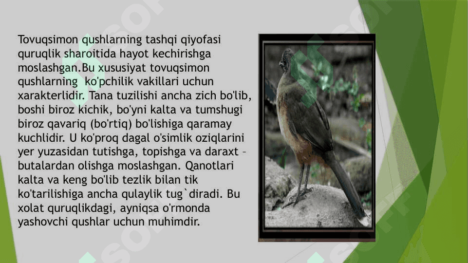 Tovuqsimonlar,asosiy turlarining hayoti. 3