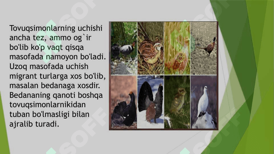Tovuqsimonlar,asosiy turlarining hayoti. 4