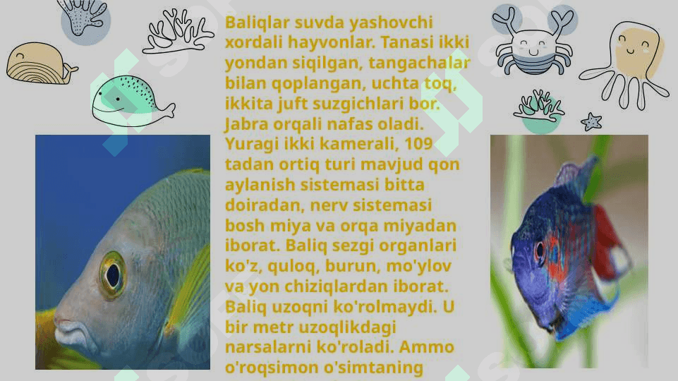 Baliqlarning ko'payishi va nasl to'g'risida g'amxo'rlik qilishi. 4