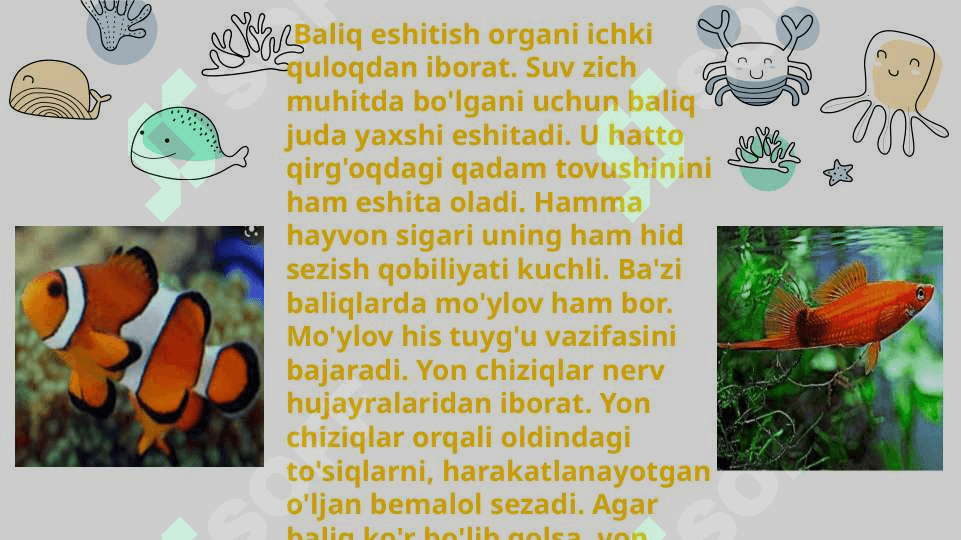 Baliqlarning ko'payishi va nasl to'g'risida g'amxo'rlik qilishi. 5