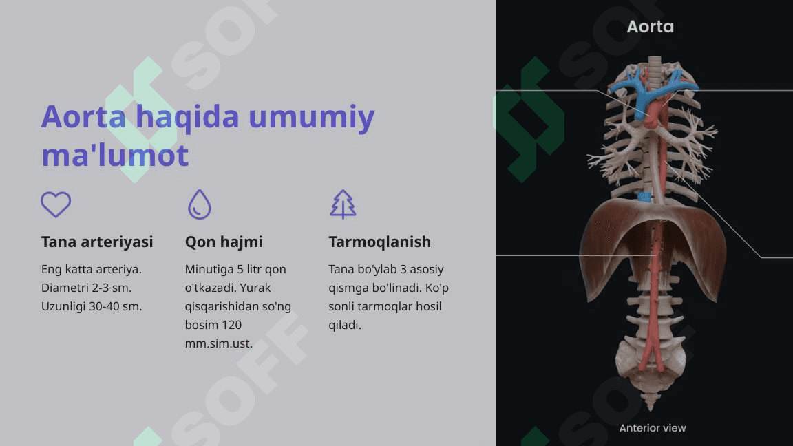 Aorta tuzilishi va bosh miyaning qon aylanish tizimi 3
