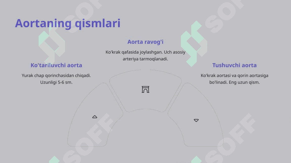Aorta tuzilishi va bosh miyaning qon aylanish tizimi 4