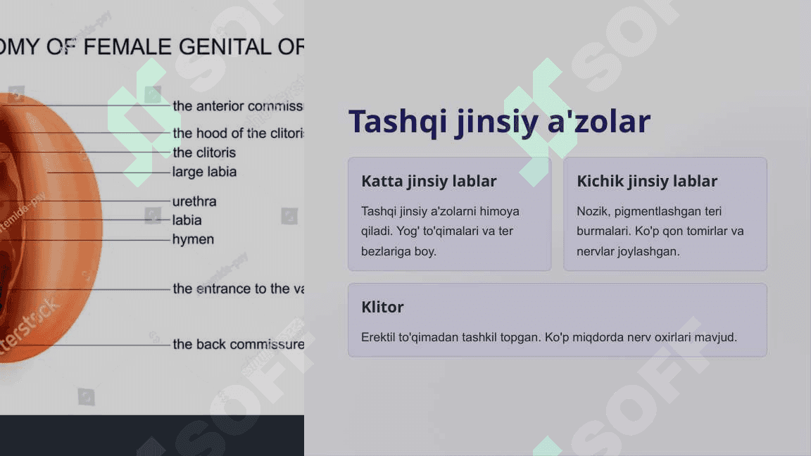 Ayollar jinsiy sistemasi anatomiyasi va fiziologiyasi 3