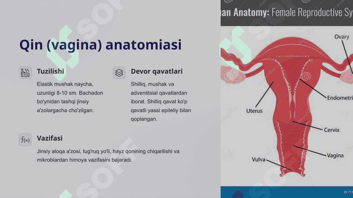 Ayollar jinsiy sistemasi anatomiyasi va fiziologiyasi 4