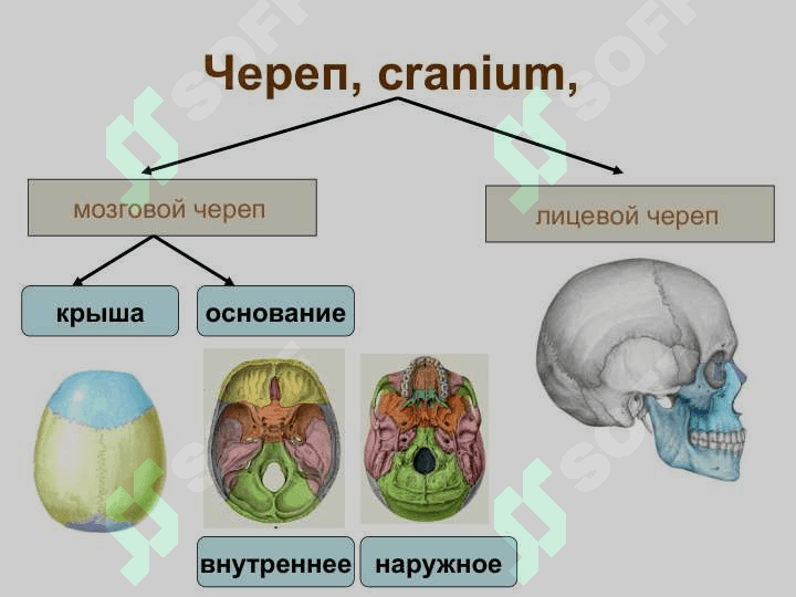 Кости черепа. Скелет туловища 4