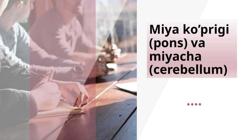 Miya ko’prigi va miyacha