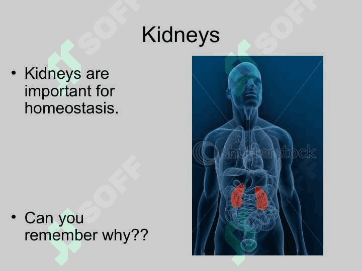 Kidney 3
