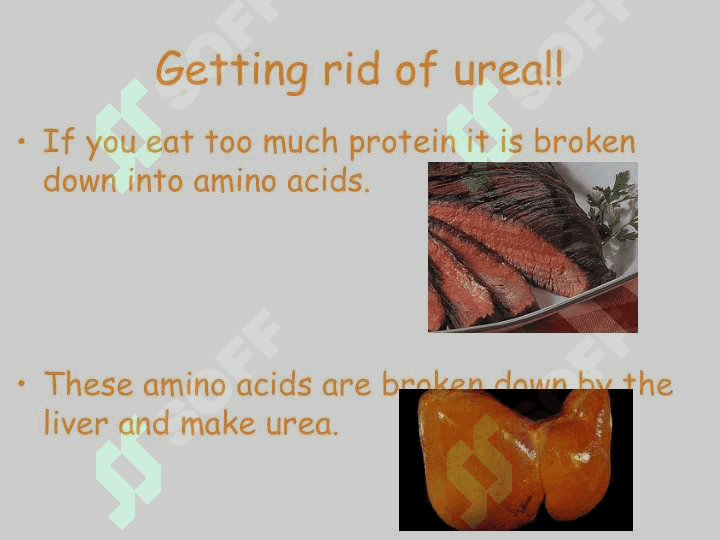 Kidney 4