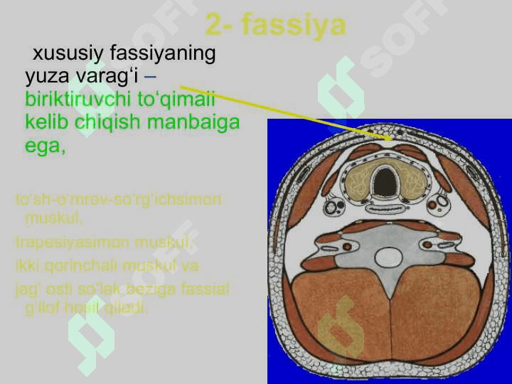 Boʻyin sohasining klinik anatomiyasi. 6