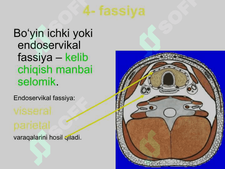 Boʻyin sohasining klinik anatomiyasi. 8