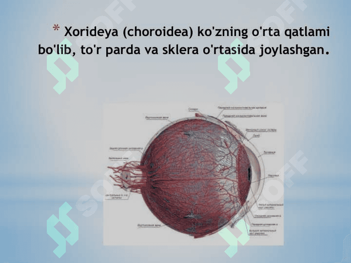 Xorideya (choroidea) ko'zning o'rta qatlami bo'lib, to'r parda va sklera o'rtasida joylashgan 2