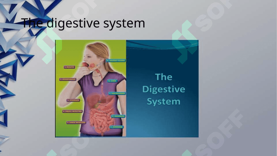 The digestive system and process of digestion and absorption 2