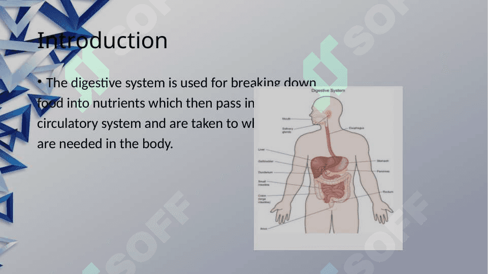 The digestive system and process of digestion and absorption 3