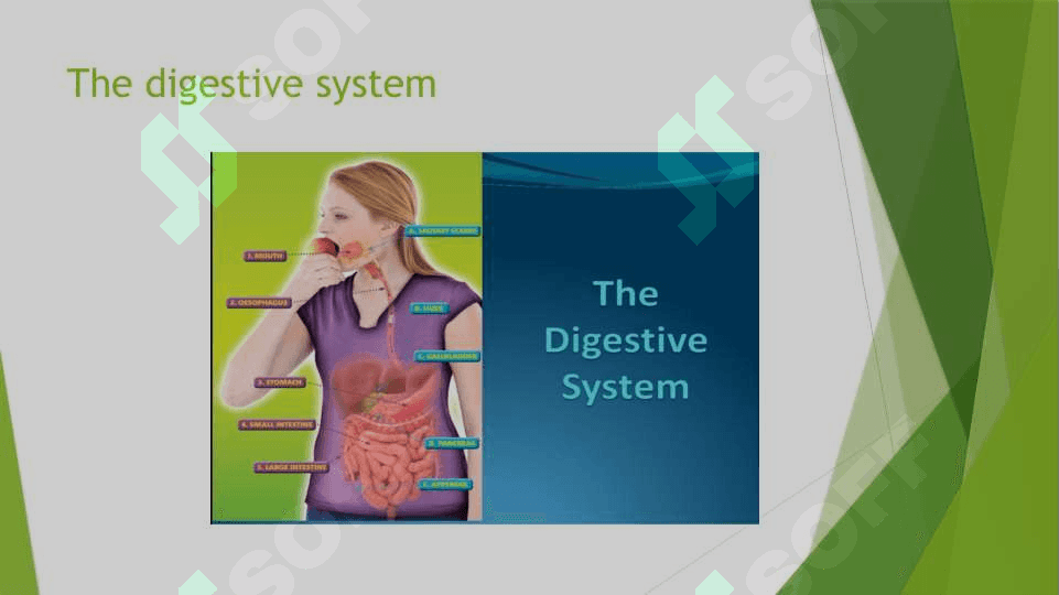 The digestive system and process of digestion and absorption 2