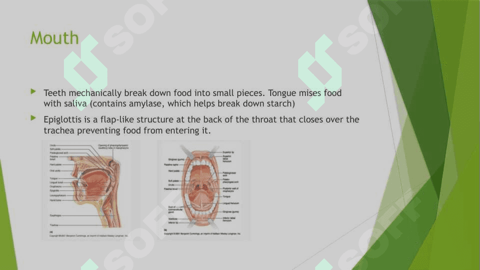 The digestive system and process of digestion and absorption 6
