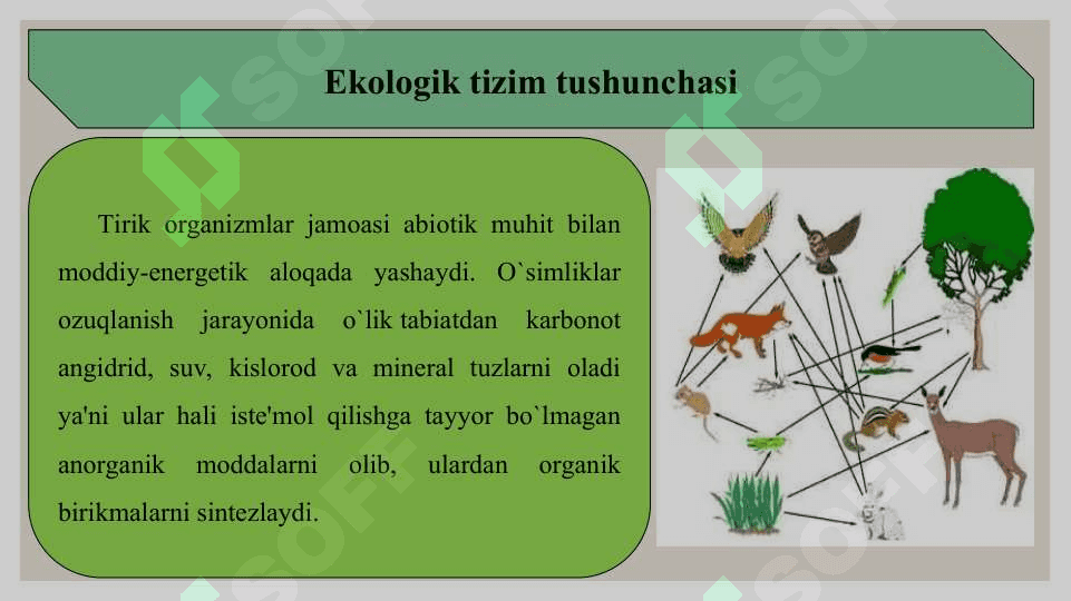 Ekalogik piramidalar va ekotizmlarning o’zgarish su’rati 3