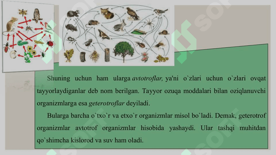 Ekalogik piramidalar va ekotizmlarning o’zgarish su’rati 4