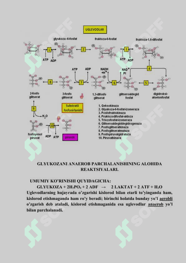 Uglevodlar almashinuvi 3
