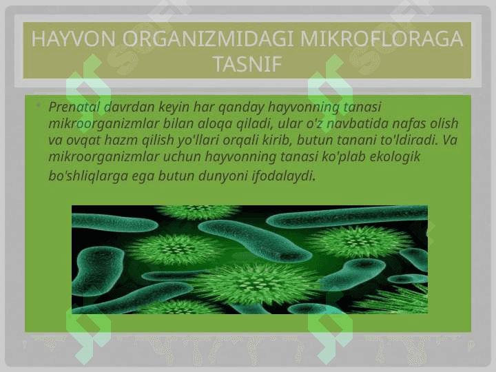 Hayvonlar organizmidagi mikrosflora Hayvonlar organizmidagi mikrosflora 3