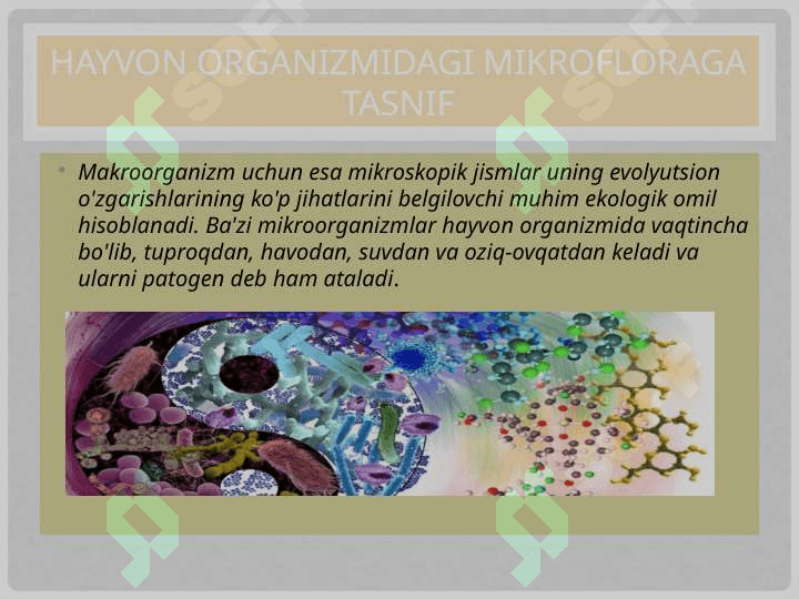 Hayvonlar organizmidagi mikrosflora Hayvonlar organizmidagi mikrosflora 4