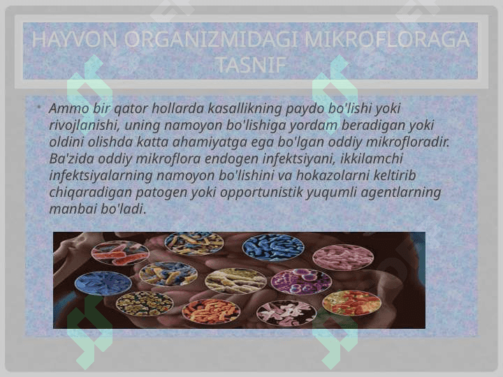 Hayvonlar organizmidagi mikrosflora Hayvonlar organizmidagi mikrosflora 7