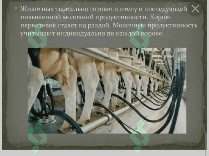 Физиологические основы машинного доения молока 3