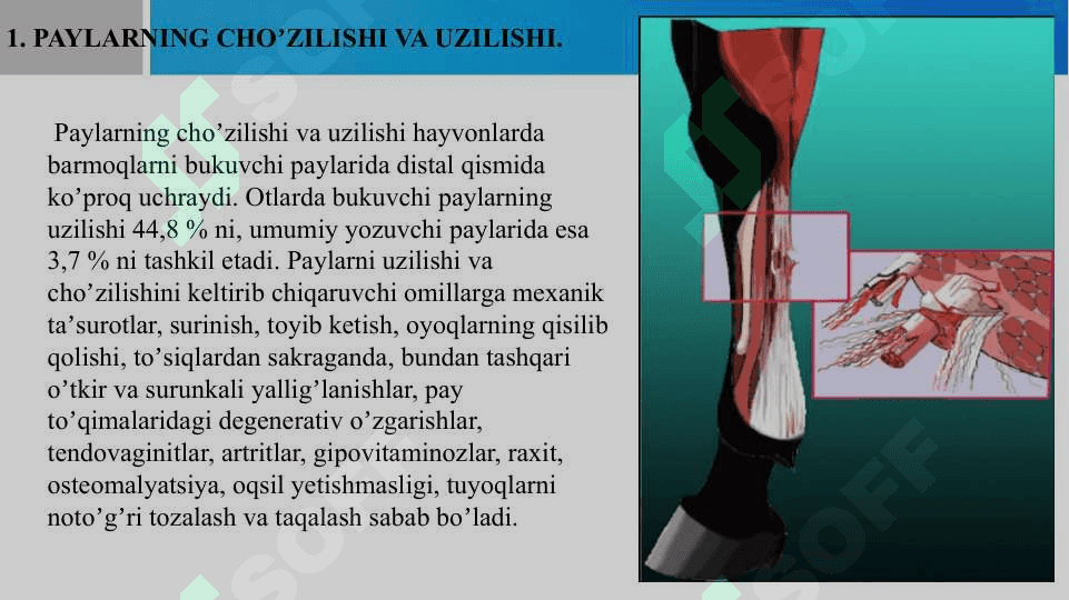 Otlarda uchraydigan pay kasalliklari 3