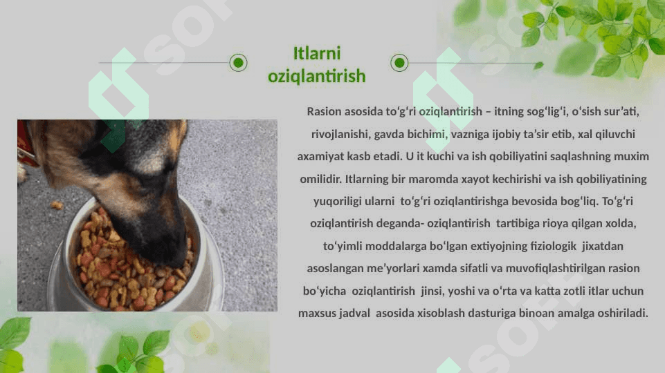 Xizmat itlarini oziqlantirish va saqlash texnologiyalari 3