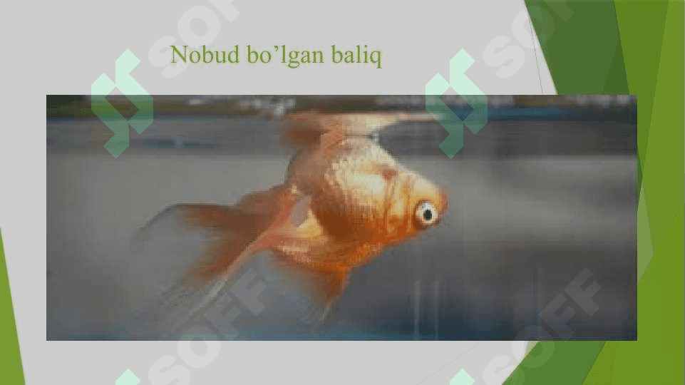 Baliq kasalligini aniqlash usullari 8