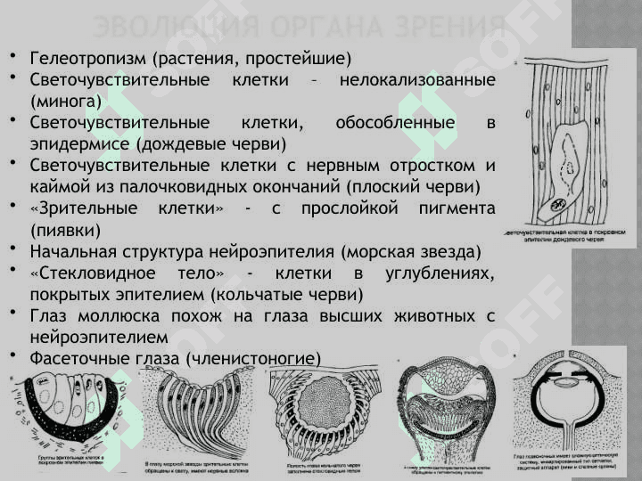 АНАТОМИЯ ОРГАНА ЗРЕНИЯ 2
