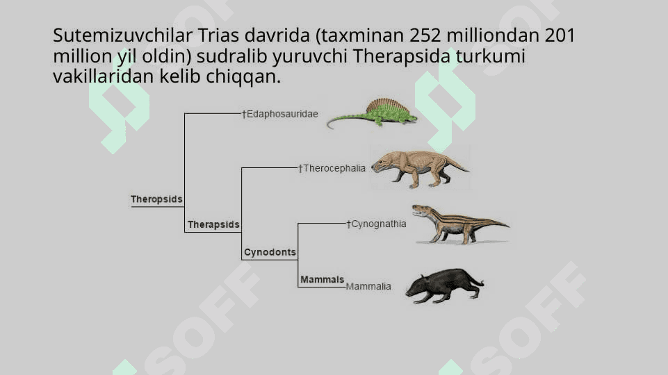 Sutemizuvchilarning kelib chiqishi 2