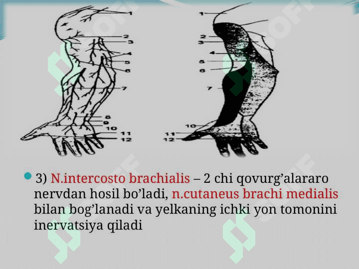Qo’l va Oyoq terisi inervatsiyasi. 6