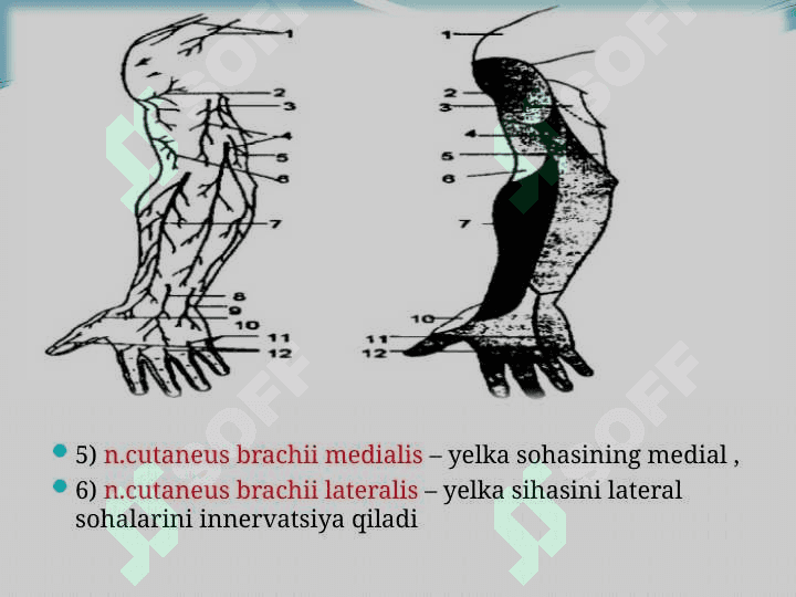 Qo’l va Oyoq terisi inervatsiyasi. 8