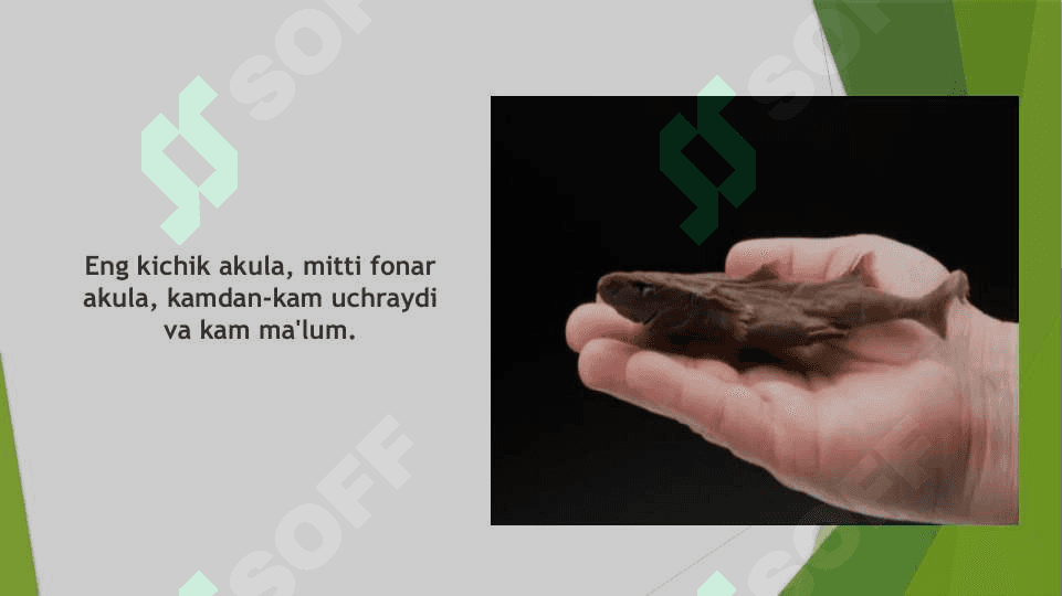 AKULALAR XILMA-XILLIGI VA AHAMIYATI 3