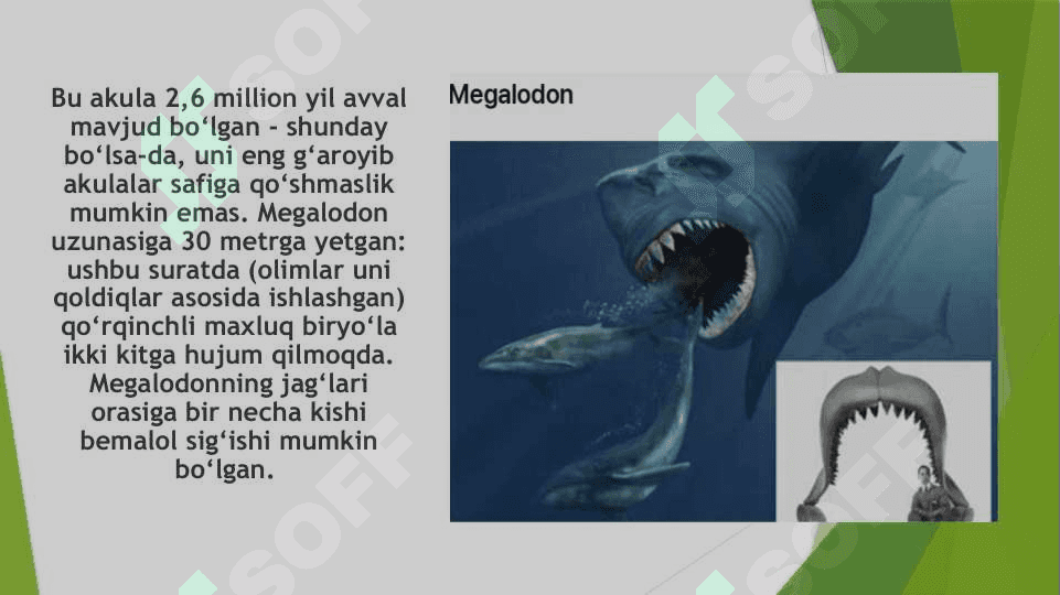 AKULALAR XILMA-XILLIGI VA AHAMIYATI 5