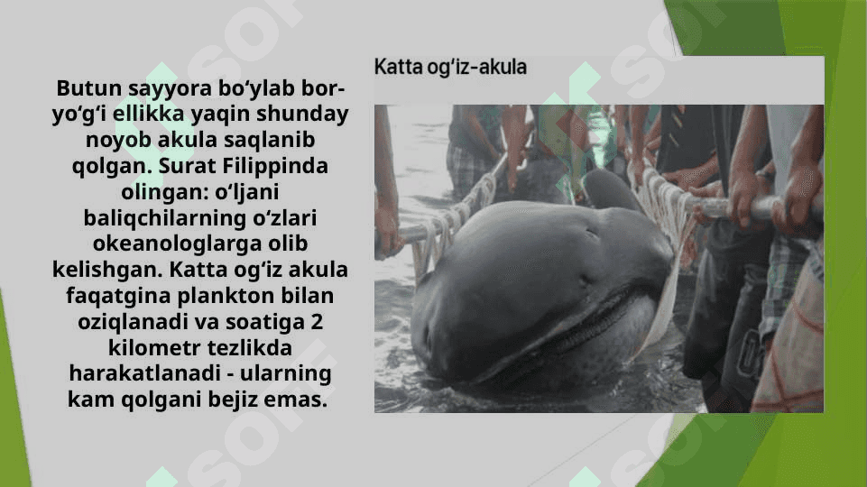 AKULALAR XILMA-XILLIGI VA AHAMIYATI 8