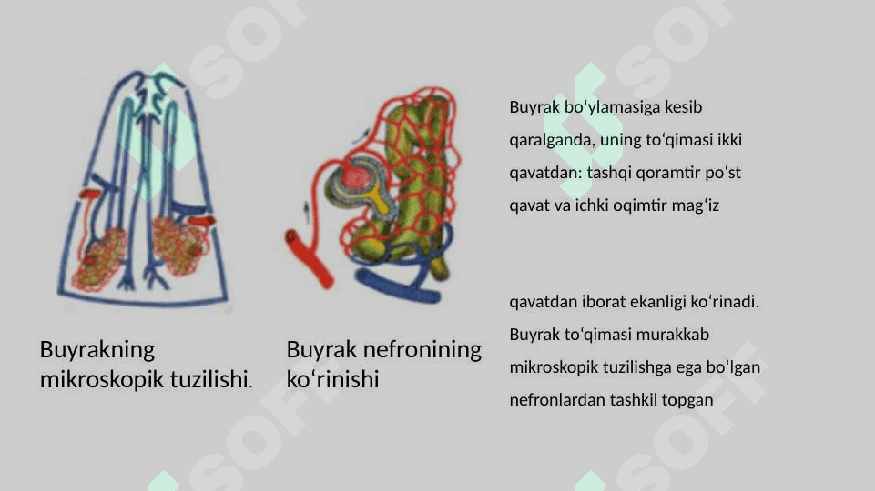 Siydik chiqarish tizimi 4