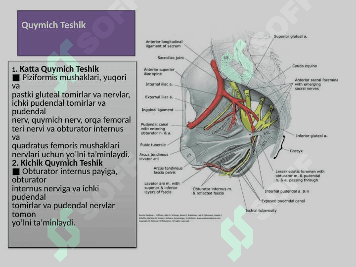 Dumba soha mushaklari, Sonning orqa guruh mushaklari,Sonning oldingi va medial guruh mushaklari 3
