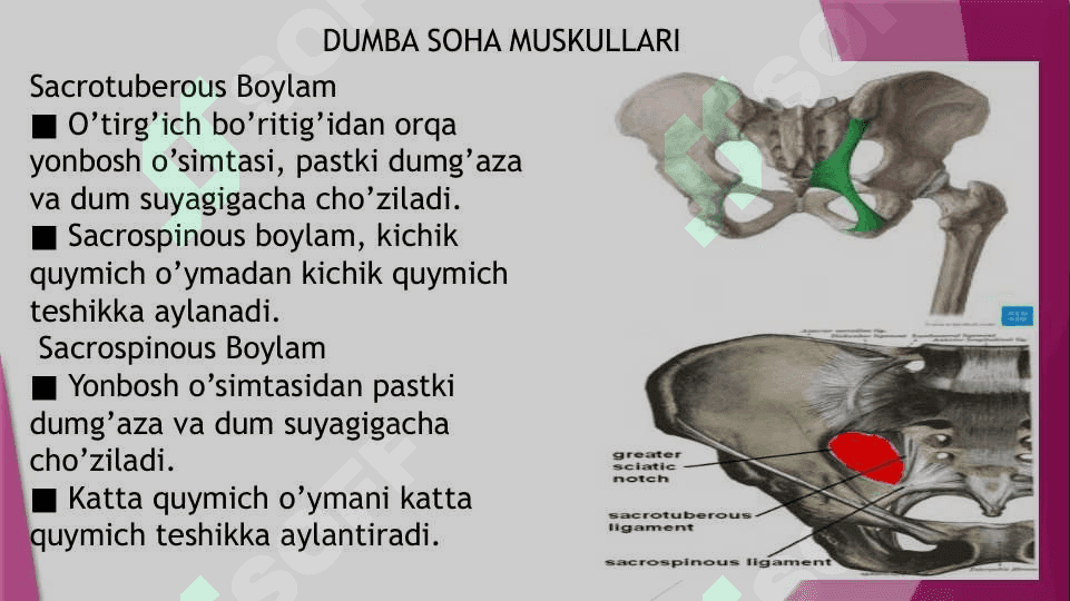 Dumba mushaklari,Dumba soxasi nerv taminoti va Qon tomirlari 2