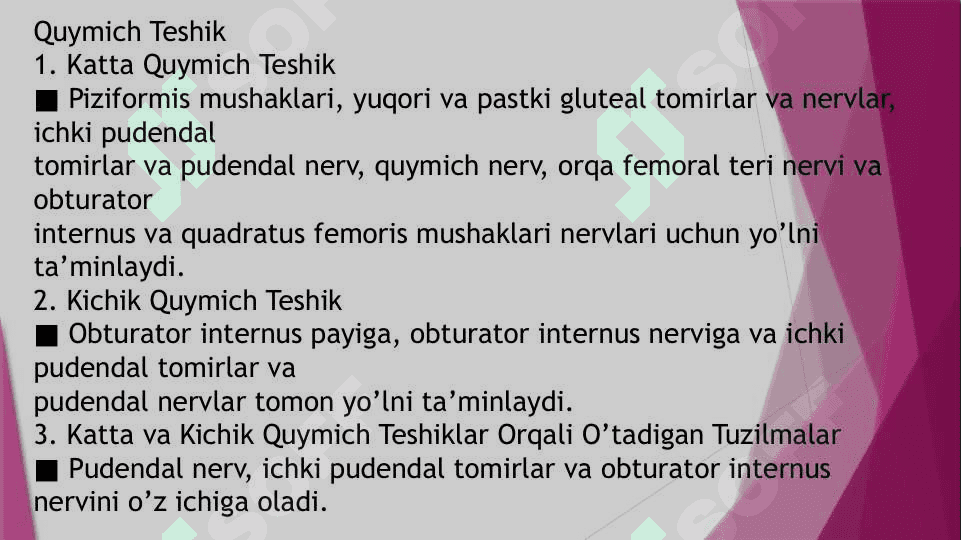 Dumba mushaklari,Dumba soxasi nerv taminoti va Qon tomirlari 3
