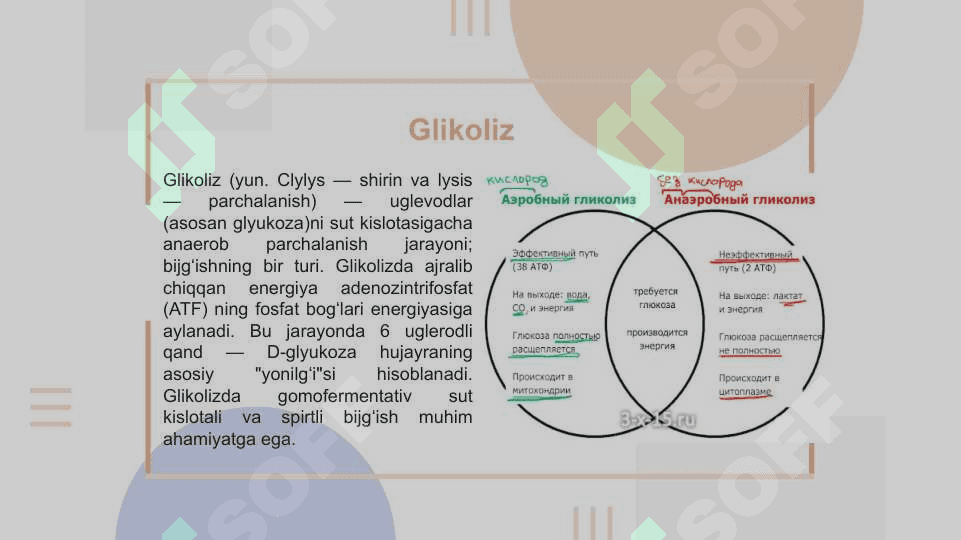 Jigarda glikoliz va glikoneogenezning boshqarilishi 3