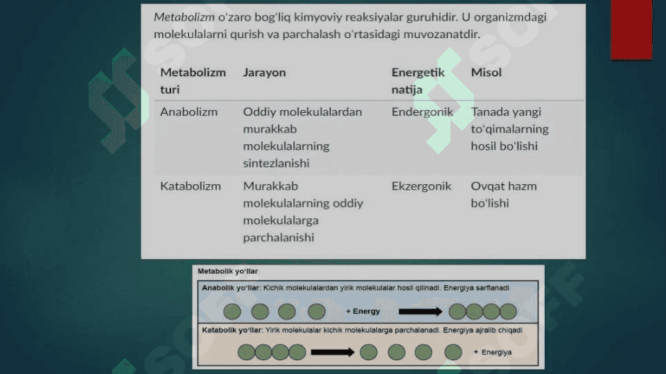 Katabolizm va anabolizm  .  Ularning normal va patologik holatlarda o'zgarishlari 3