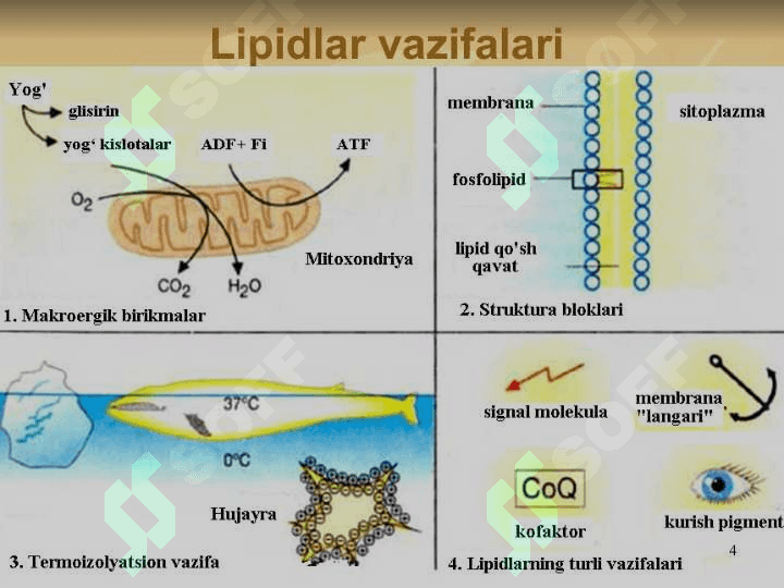 LIPIDLAR ALMASHINUVI BIOKIMYOSI 4