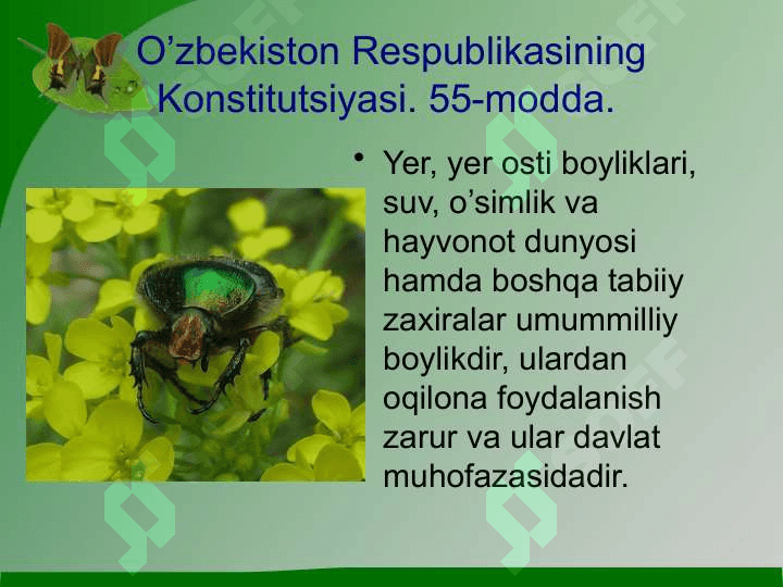 O’simliklar dunyosini muhofaza qilish (2) 2