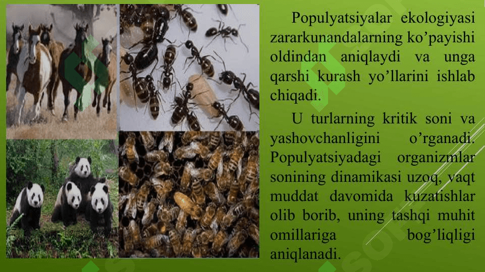 Populyatsiyalar ekologiyasi 6