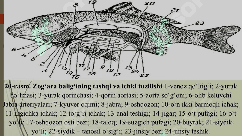 Suyakli baliqlar sinfi vakillarinng ichli tuzulishi 2
